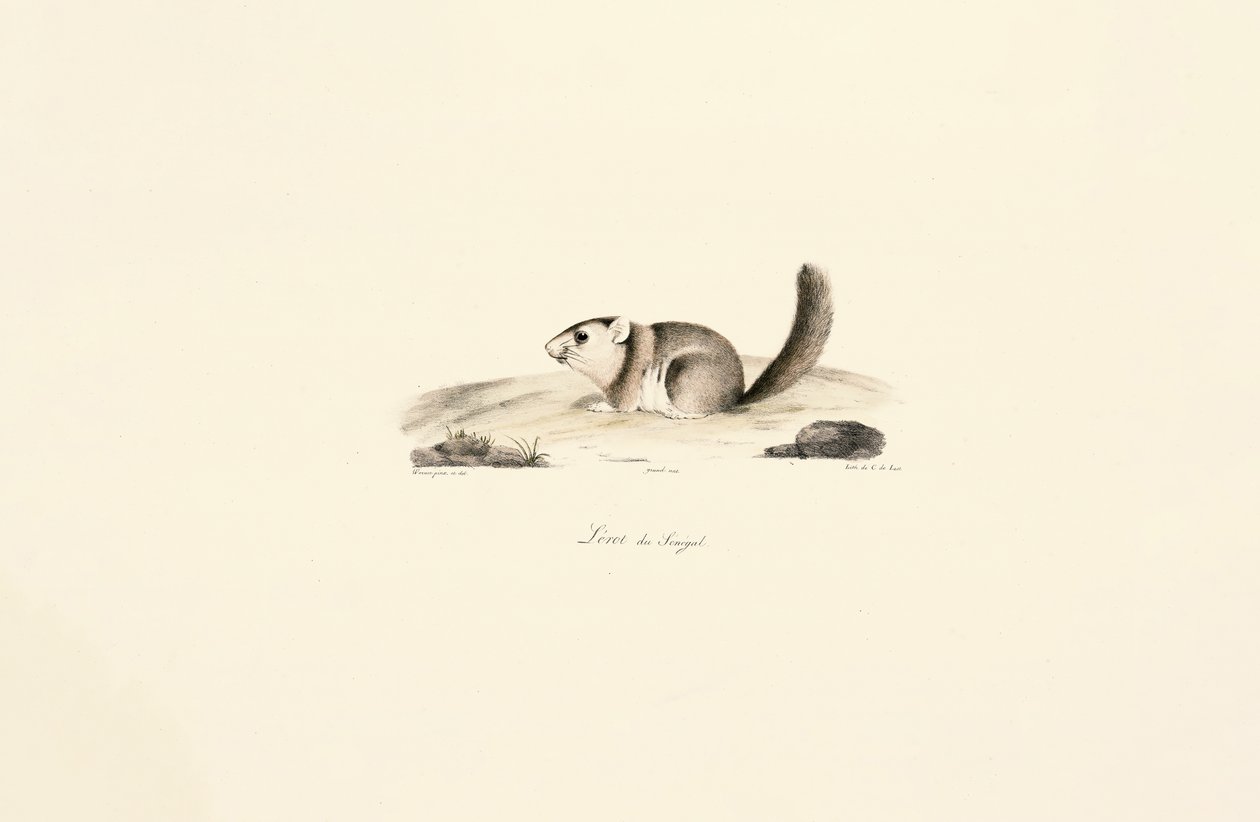 Gambisk solekorn av Jacques Christophe Werner