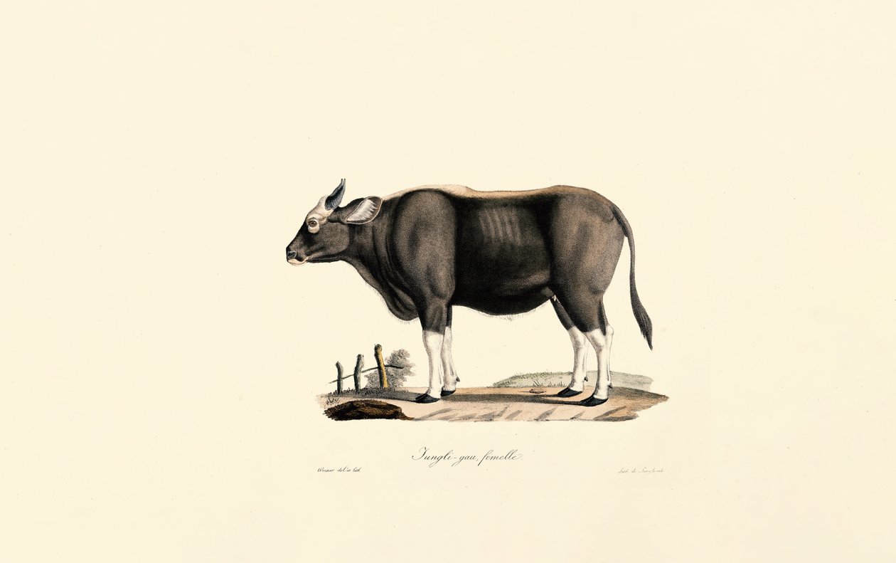 Gaur-kvinne av Jacques Christophe Werner