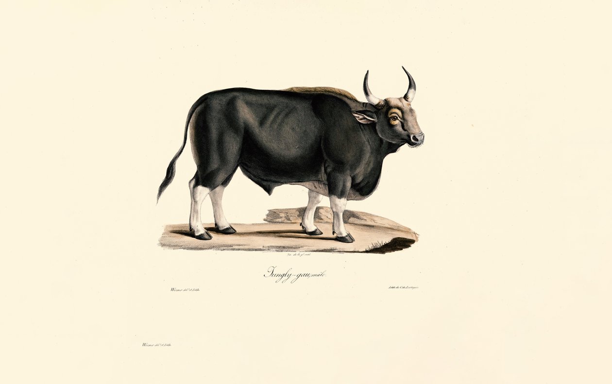  av Jacques Christophe Werner