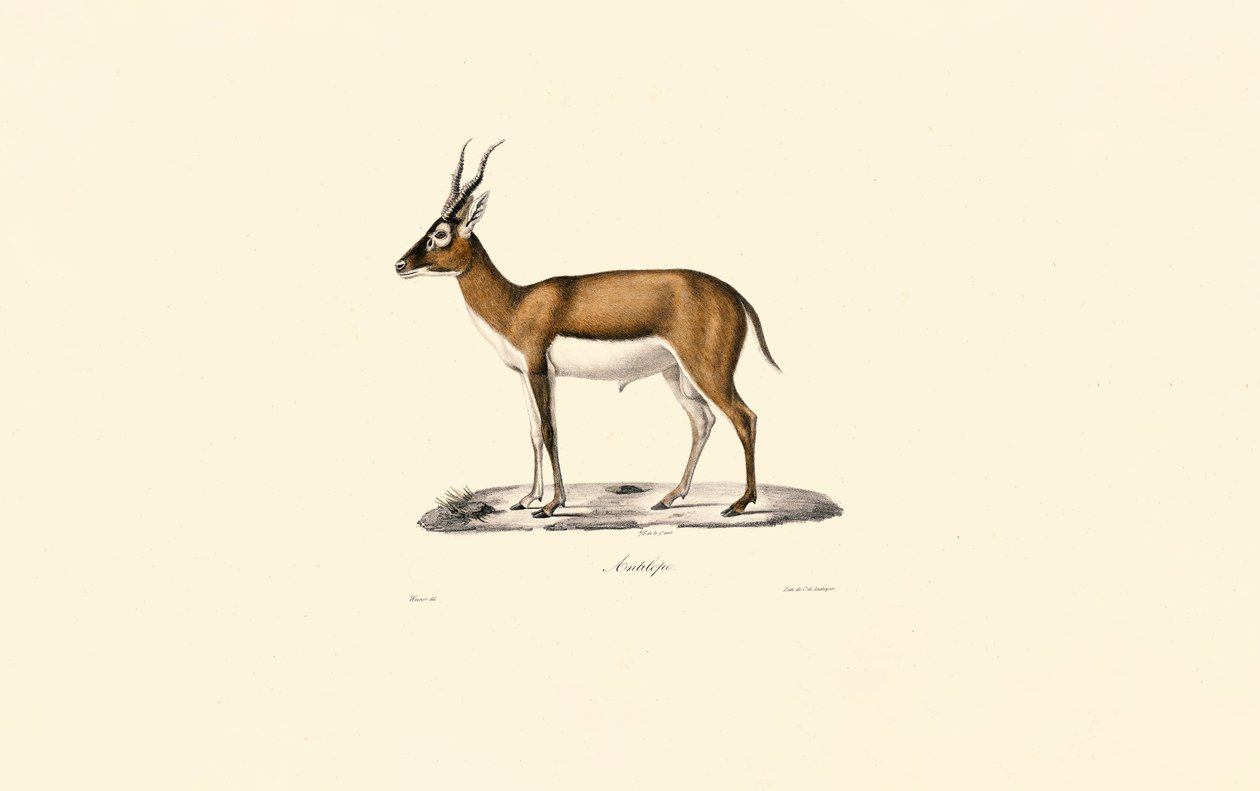 Struma-gaselle av Jacques Christophe Werner