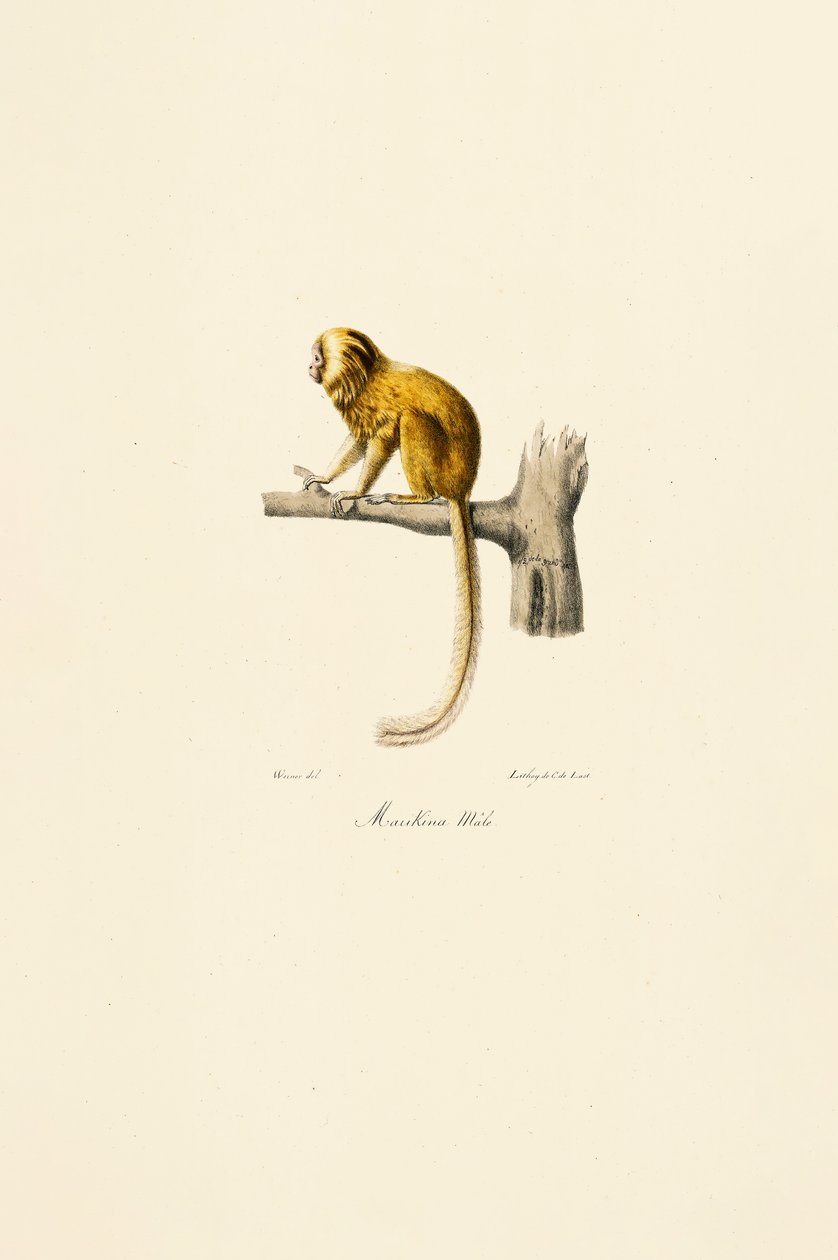  av Jacques Christophe Werner