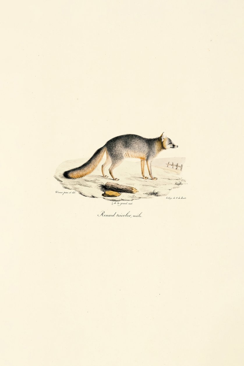 Grårevhann (Urocyon cinereoargenteus) av Jacques Christophe Werner
