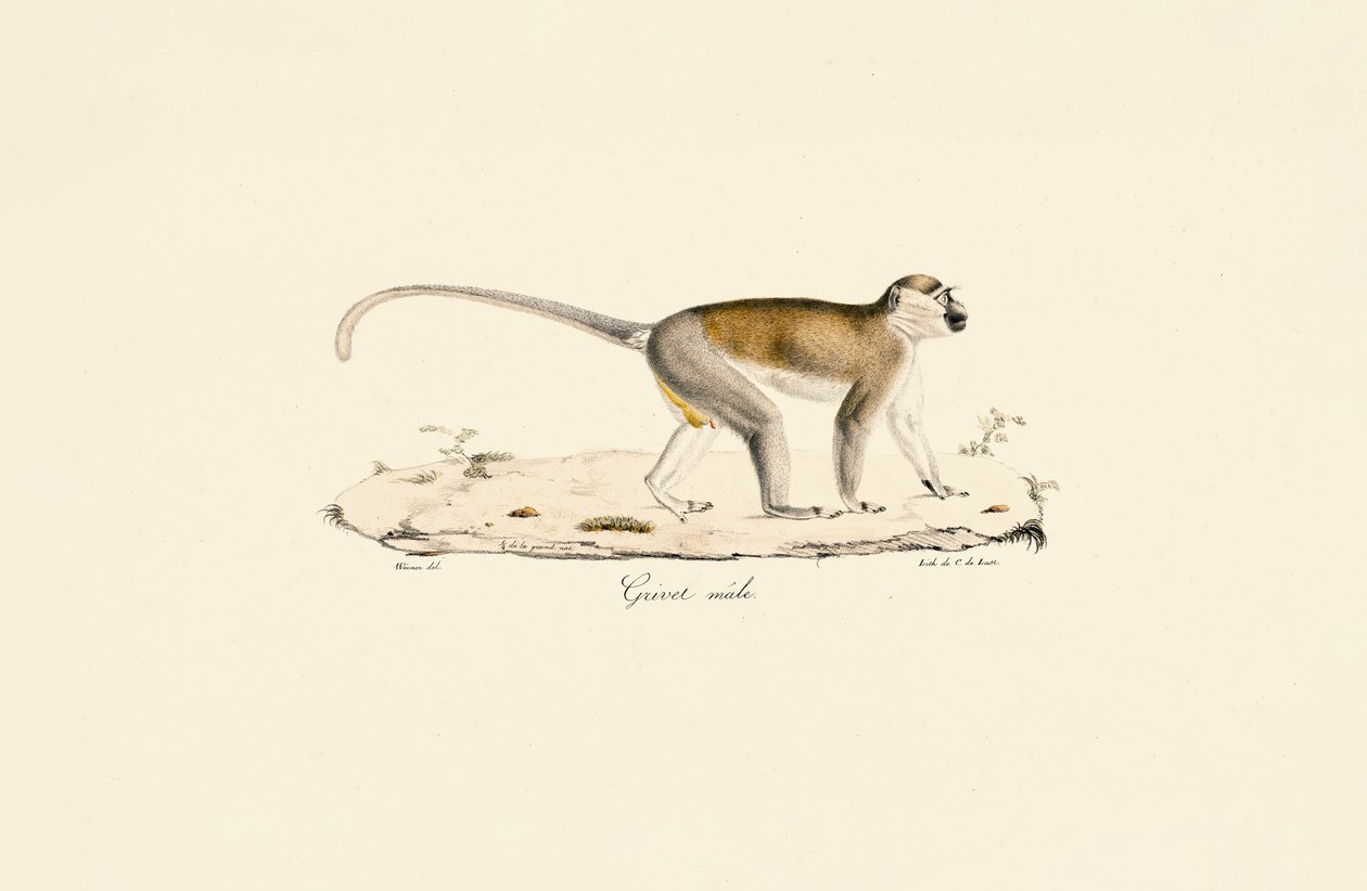  av Jacques Christophe Werner