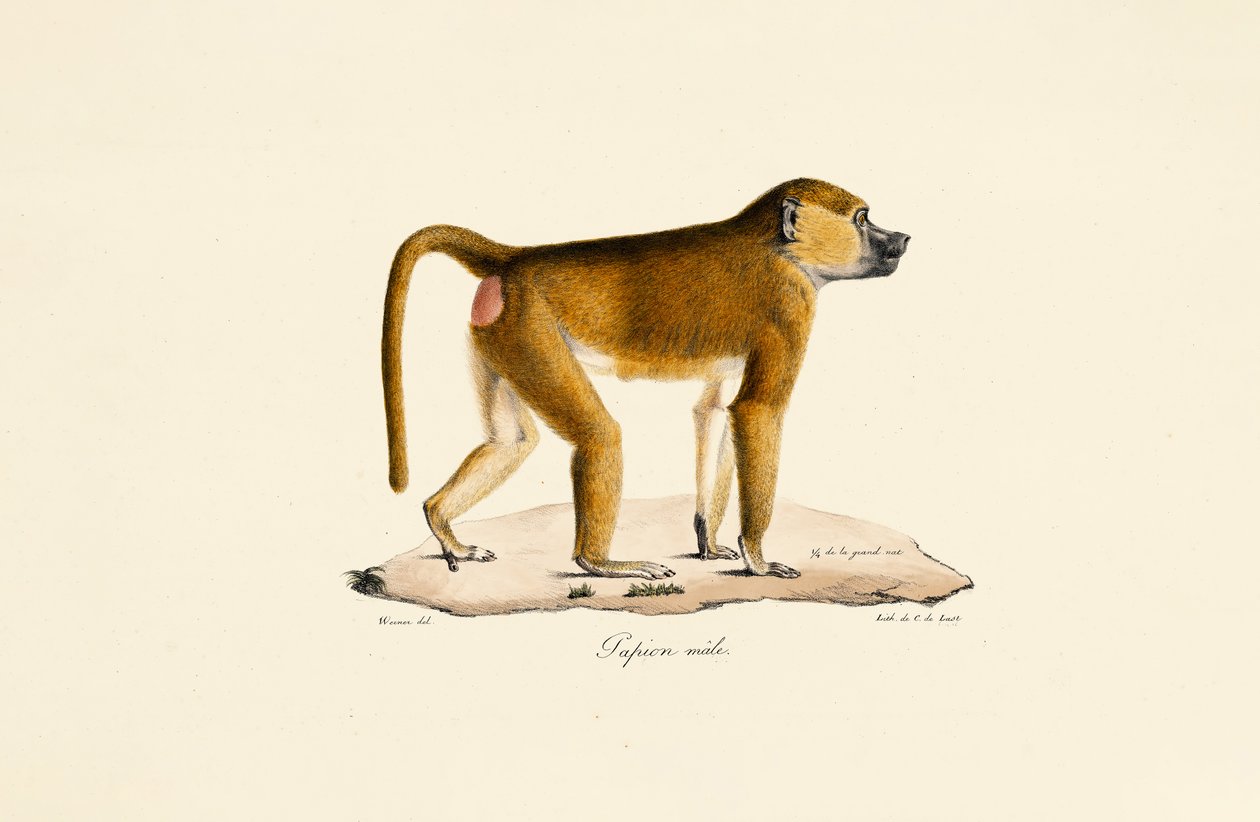 Guineabavian (hann) av Jacques Christophe Werner