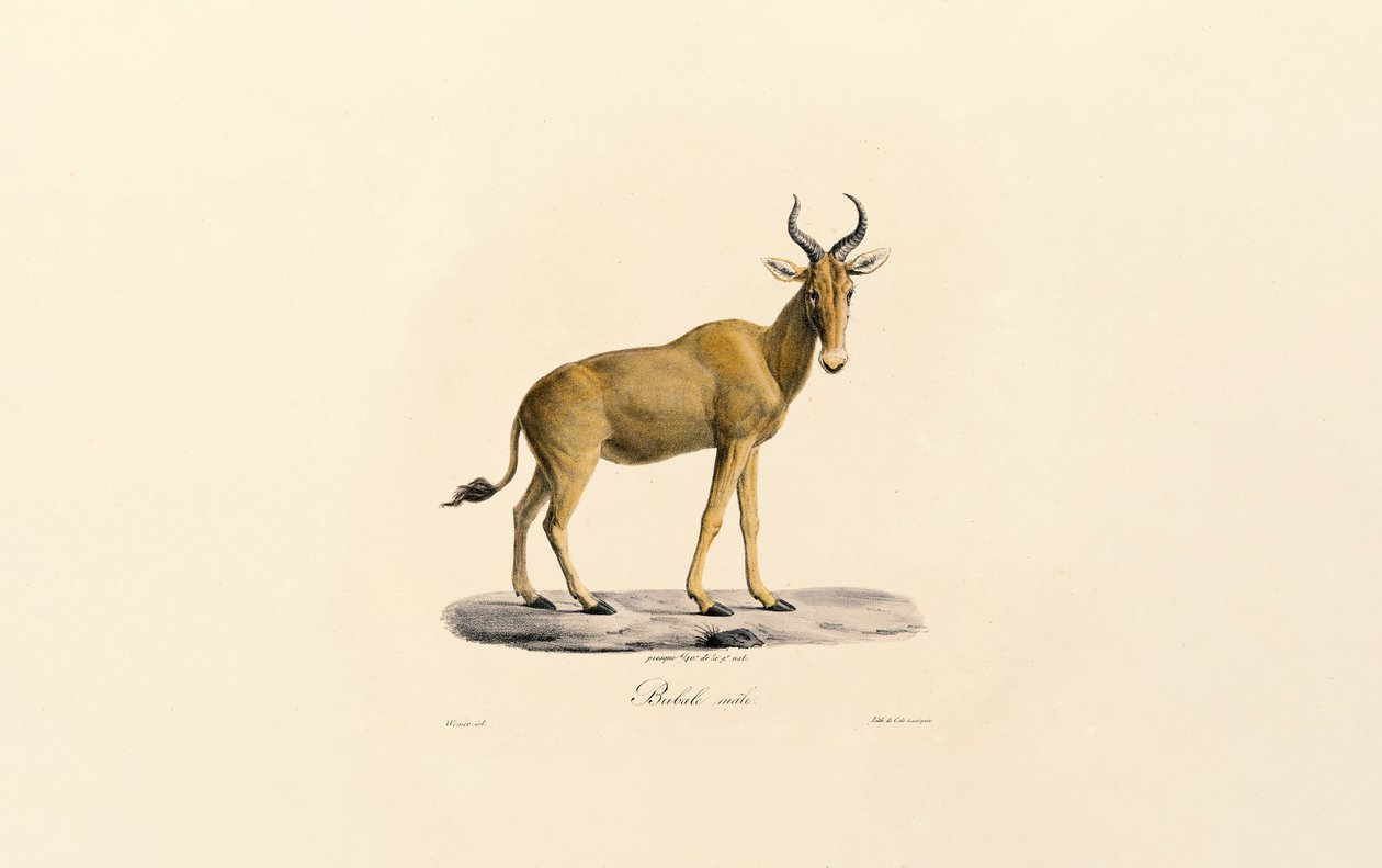  av Jacques Christophe Werner