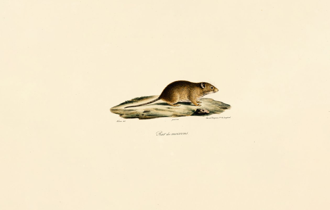 Høstmus av Jacques Christophe Werner