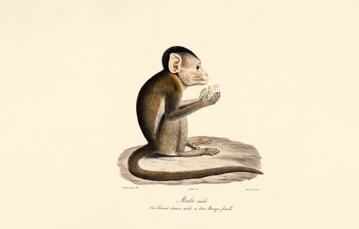  av Jacques Christophe Werner