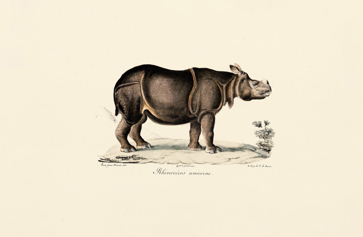 Indisk neshorn av Jacques Christophe Werner