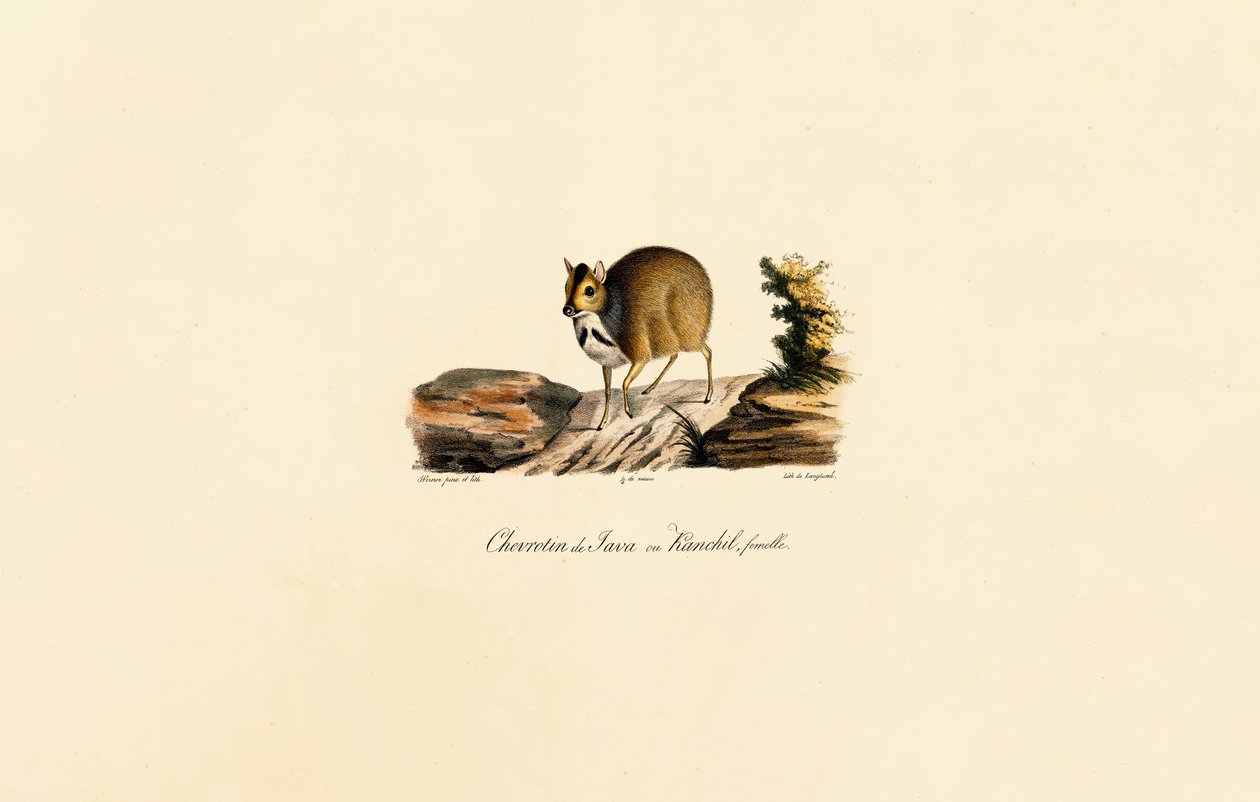 Javansk musehjort (hunn) av Jacques Christophe Werner