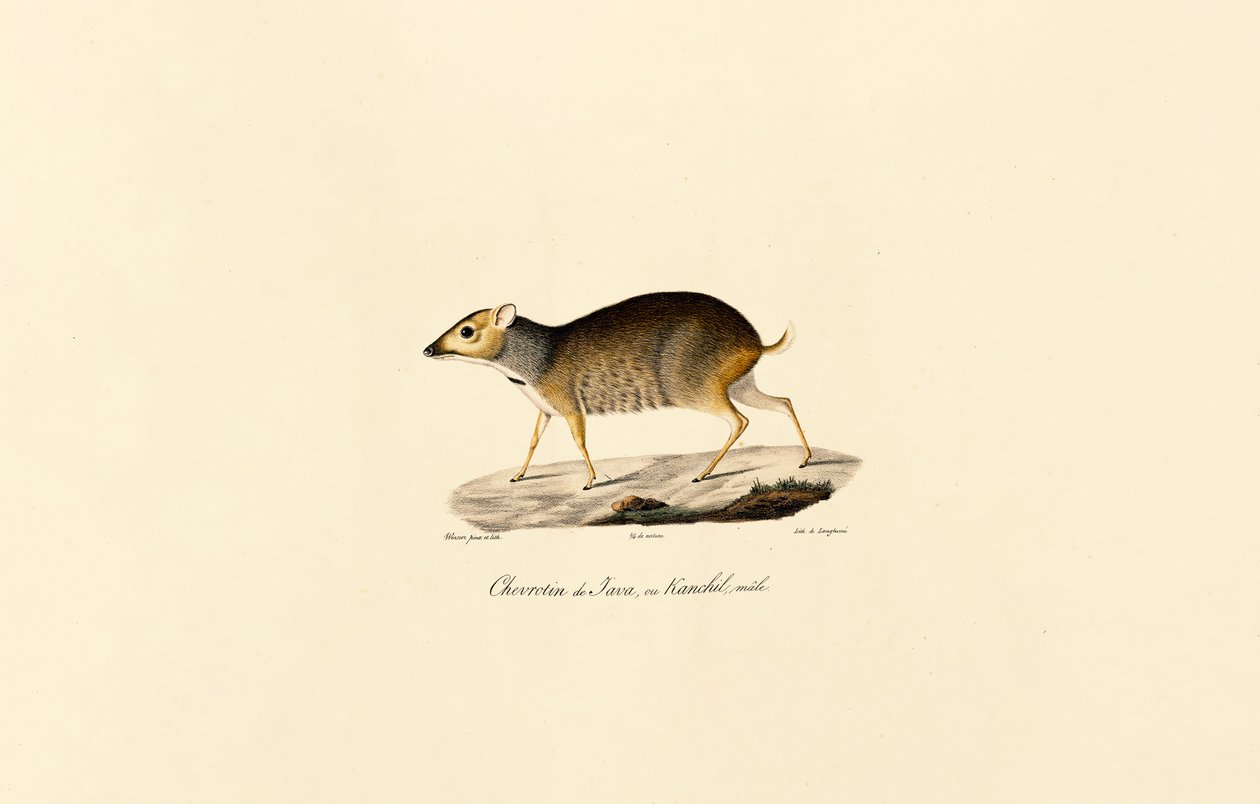 Javansk musehjort (hann) av Jacques Christophe Werner