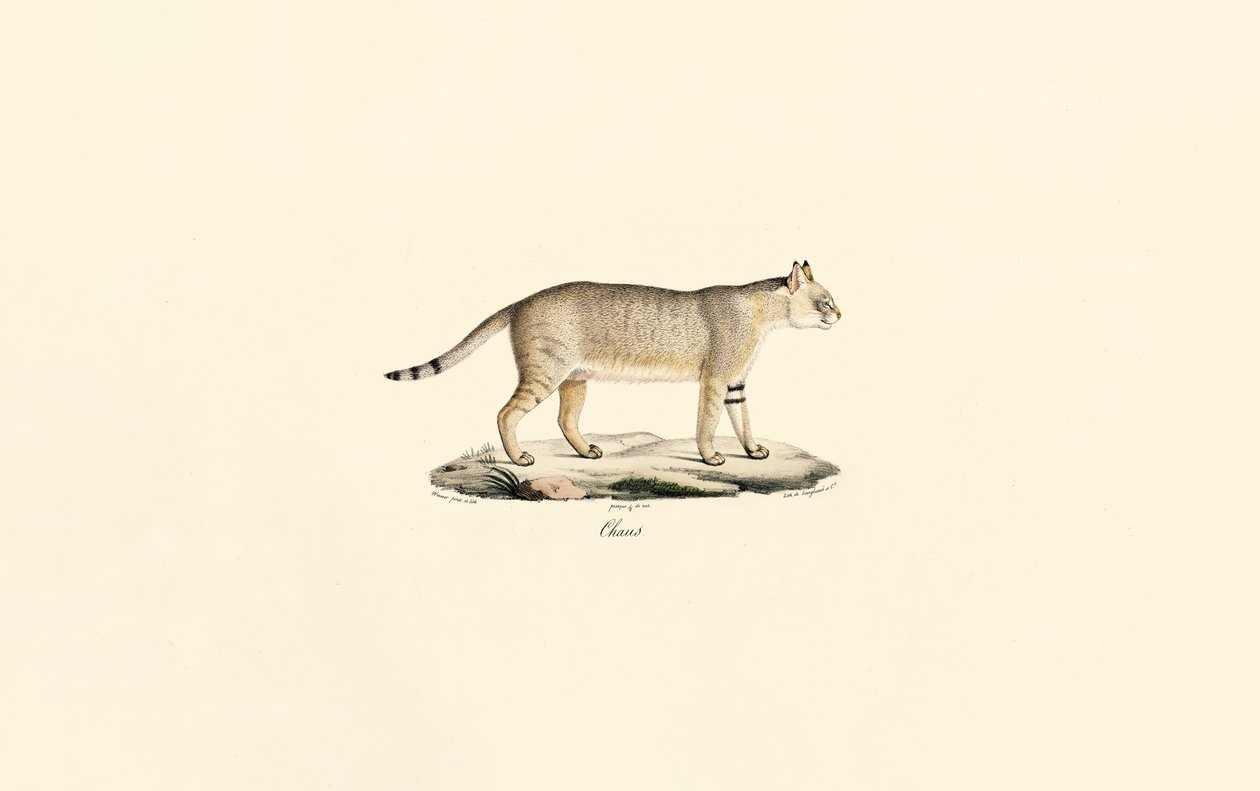 Jungelkatt av Jacques Christophe Werner