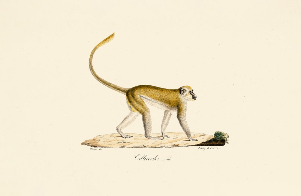 av Jacques Christophe Werner