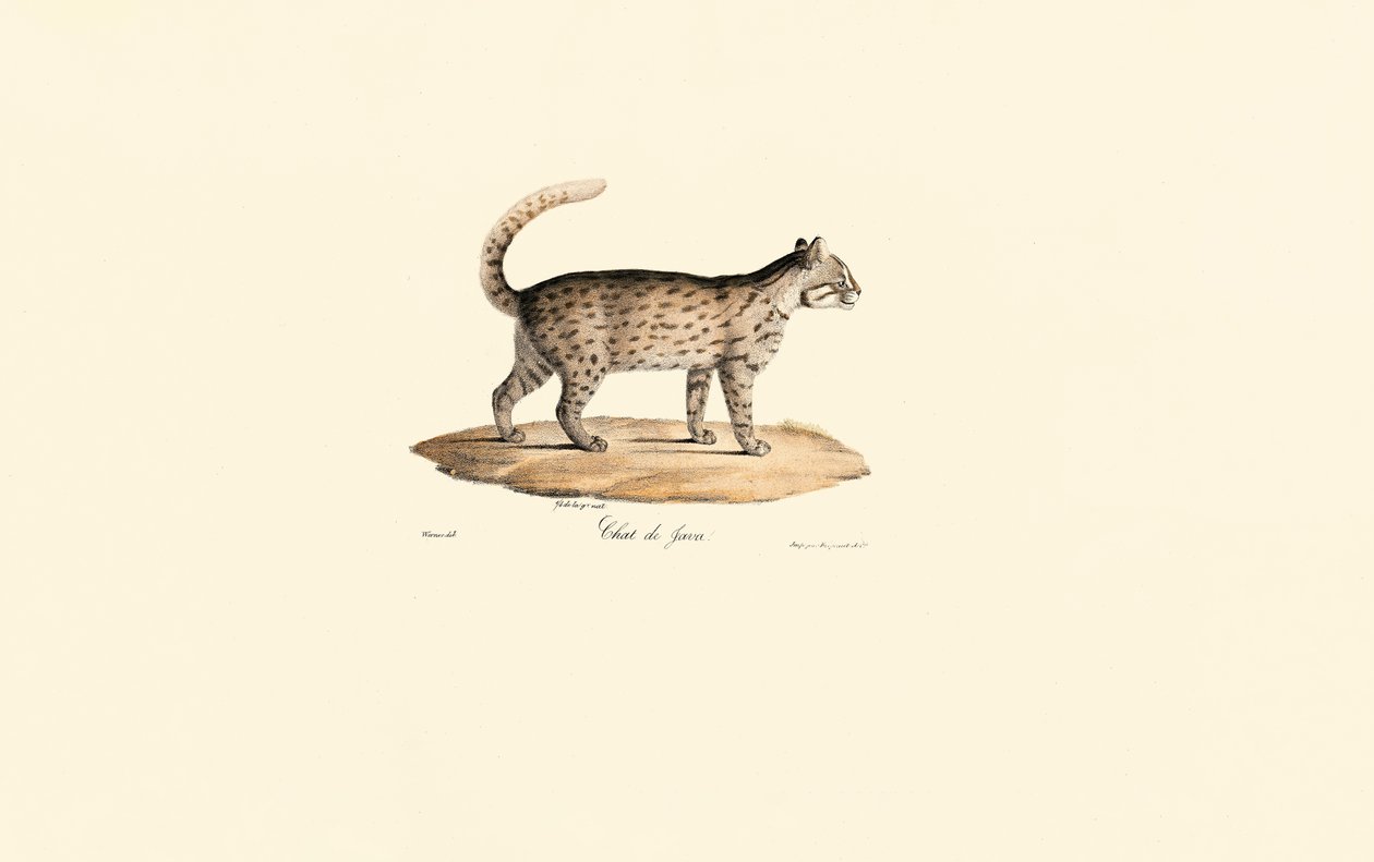 Leopardkatt (Prionailurus bengalensis) av Jacques Christophe Werner