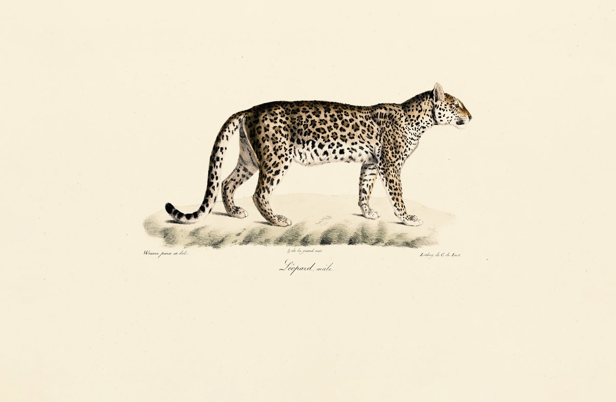 Leopard, hann av Jacques Christophe Werner