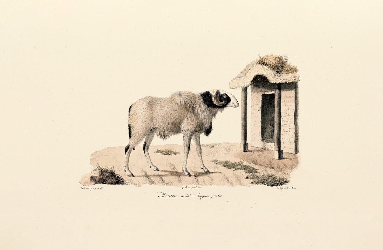  av Jacques Christophe Werner