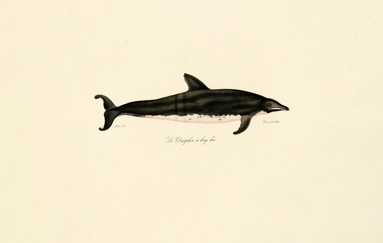 Langsnuten delfin av Jacques Christophe Werner