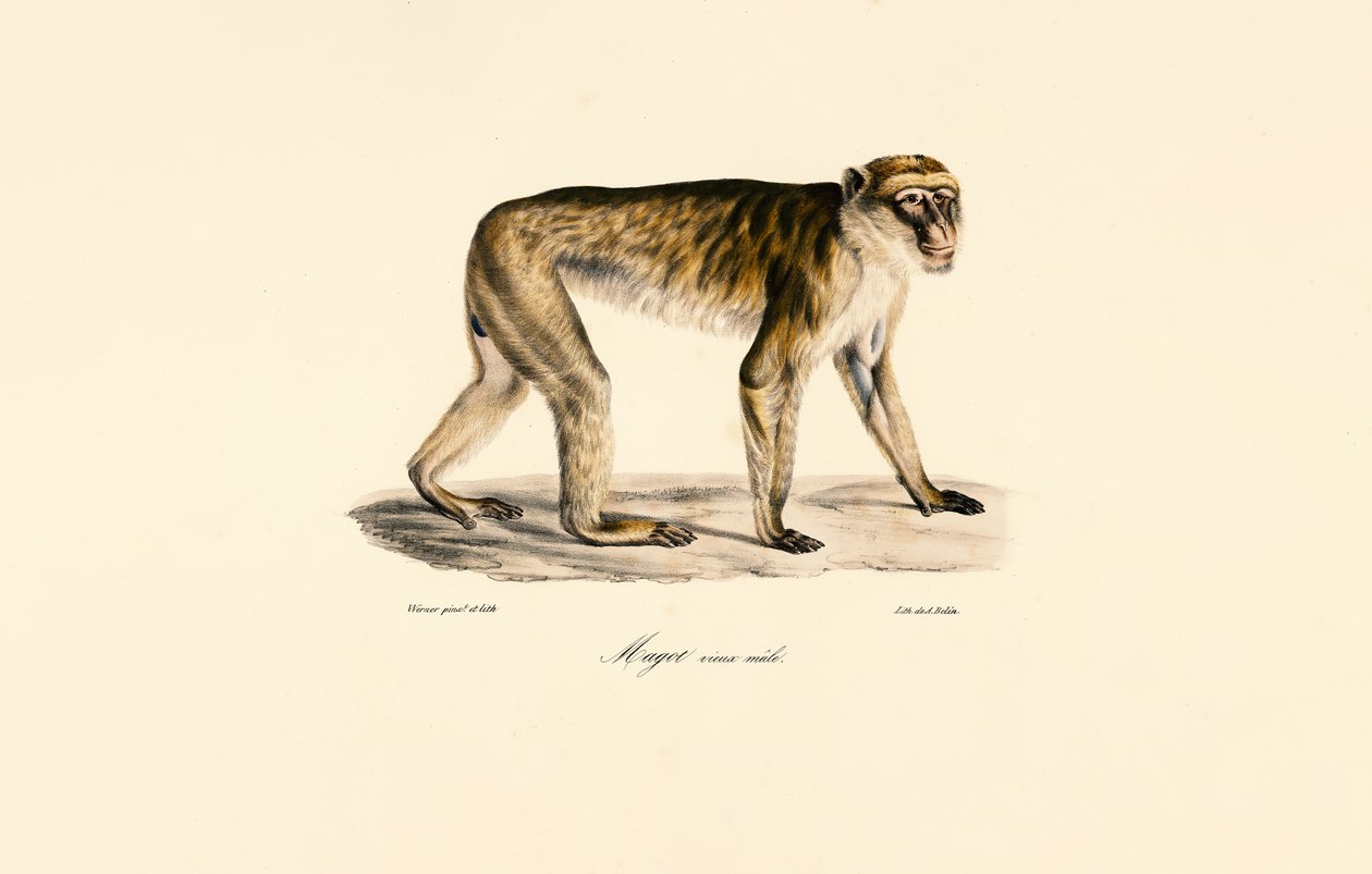 Langhalemakak (hann) av Jacques Christophe Werner