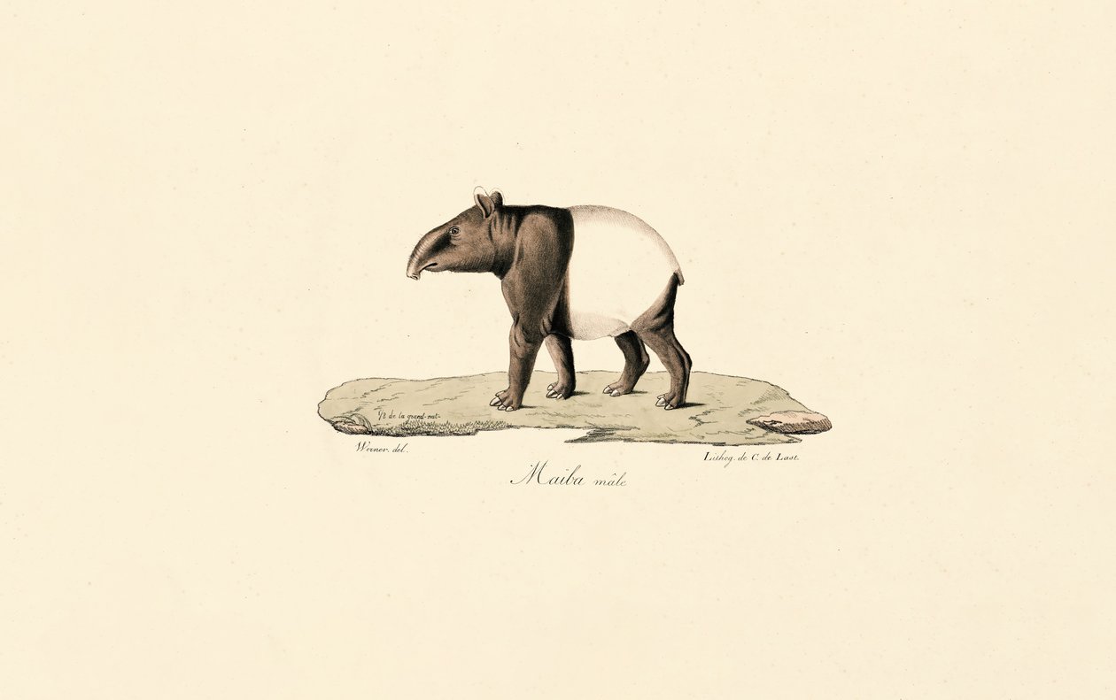 Malaysisk tapir av Jacques Christophe Werner