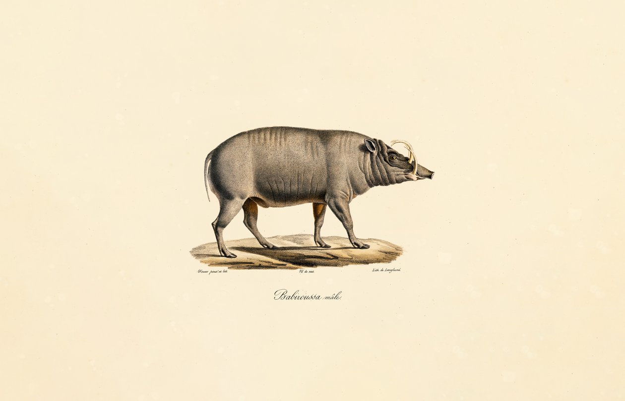 Mannlig Babirusa av Jacques Christophe Werner