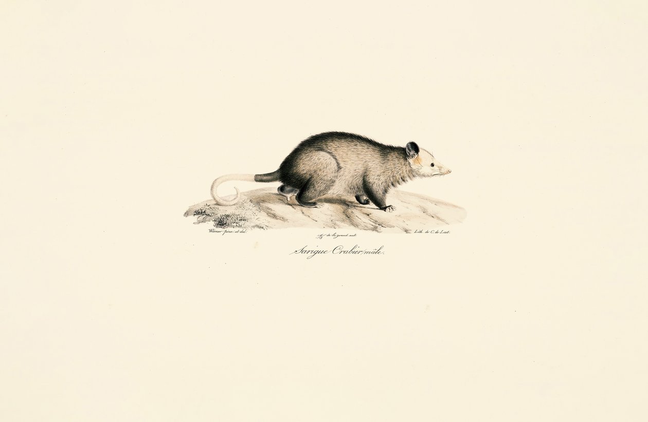  av Jacques Christophe Werner