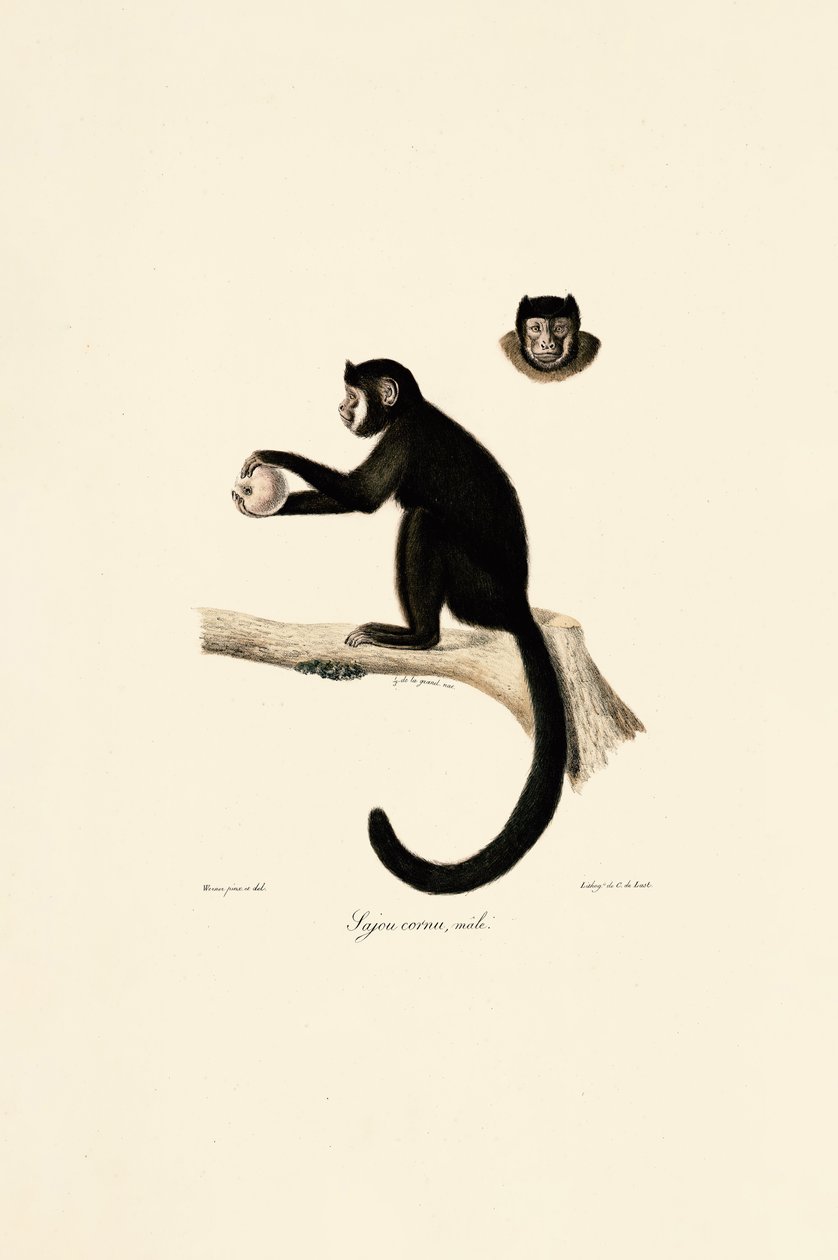  av Jacques Christophe Werner