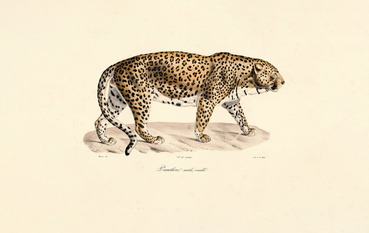 Hannleopard av Jacques Christophe Werner