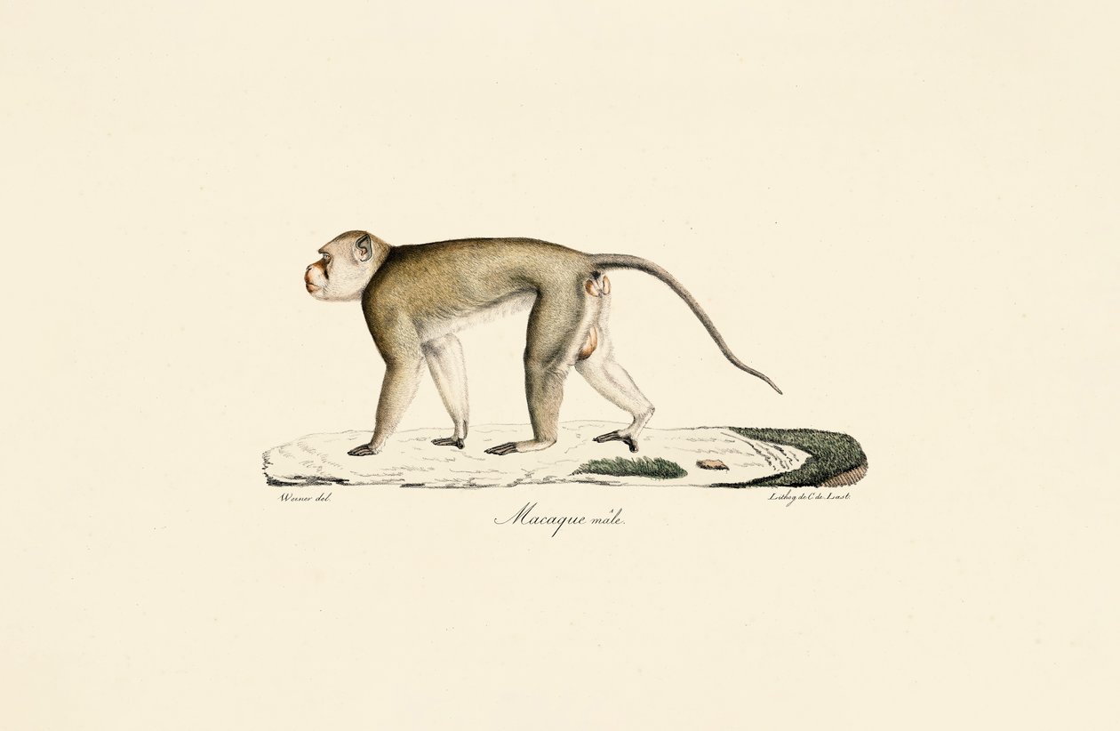  av Jacques Christophe Werner