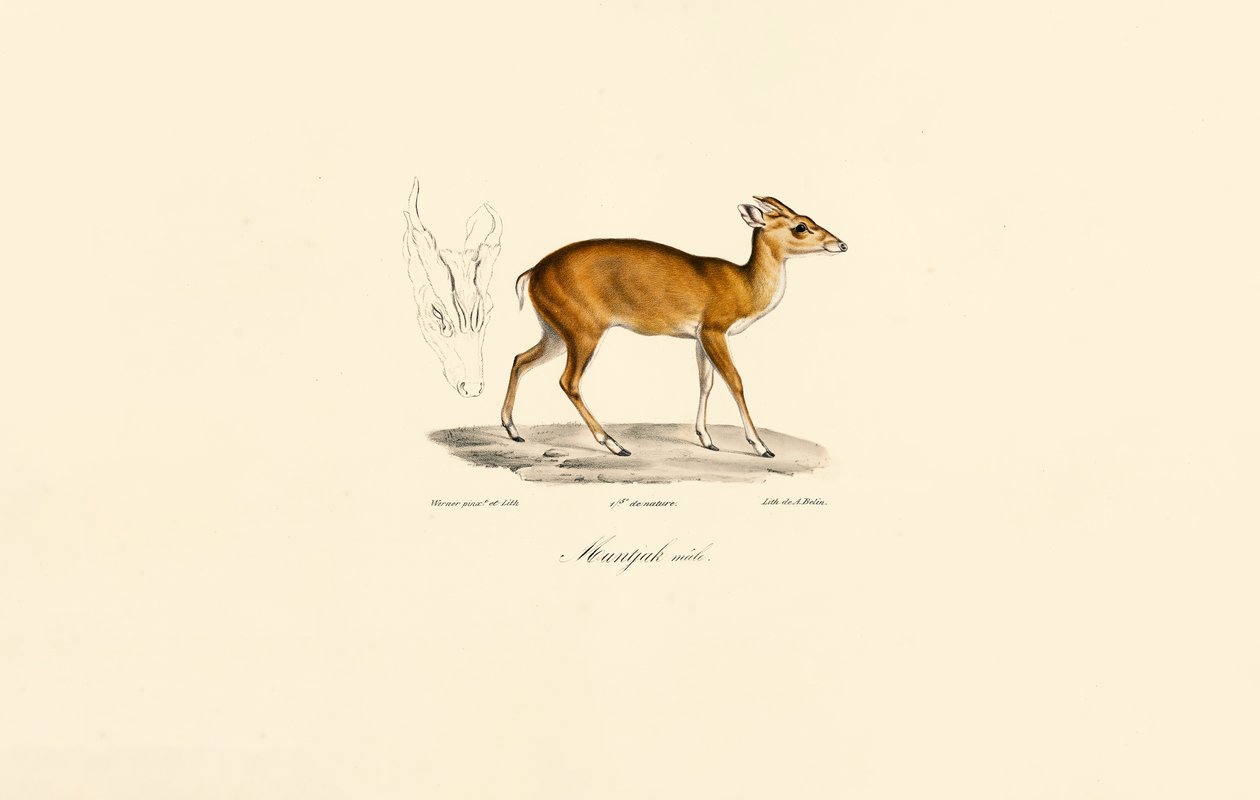 Hann-Muntjac av Jacques Christophe Werner