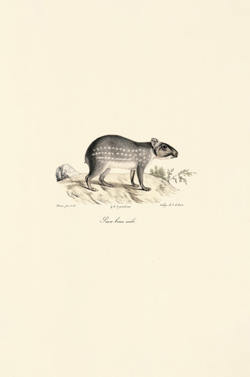 Hannflekket Paca av Jacques Christophe Werner