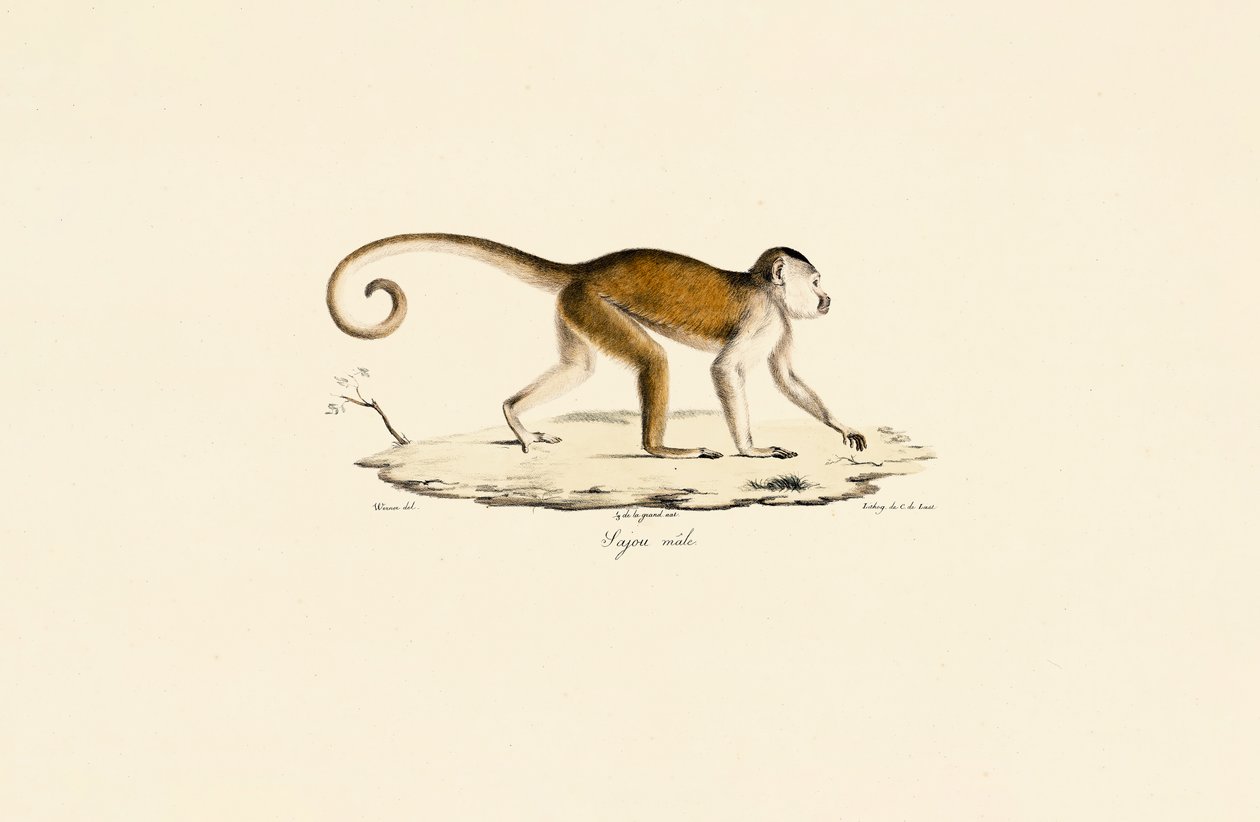  av Jacques Christophe Werner