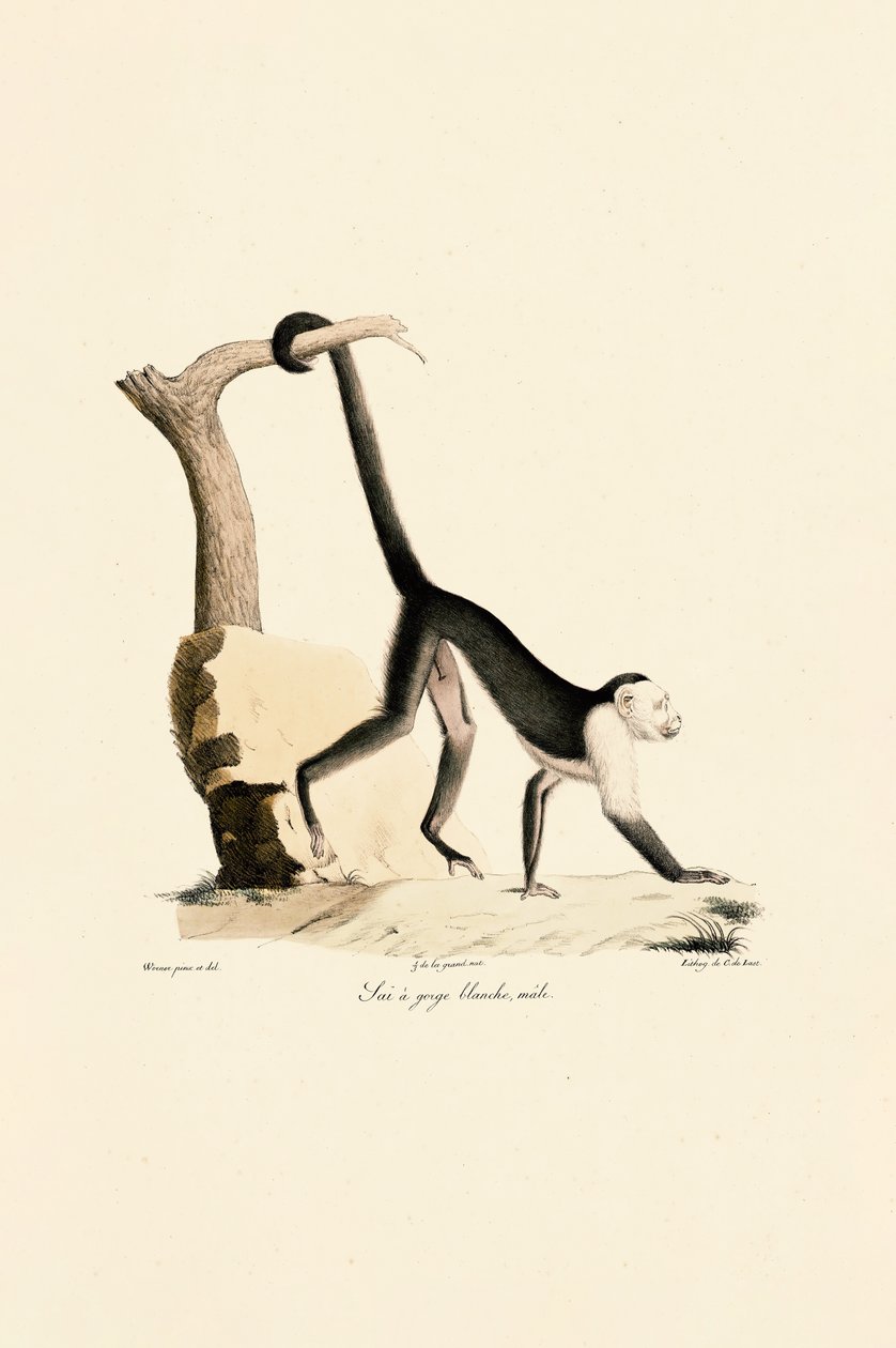  av Jacques Christophe Werner