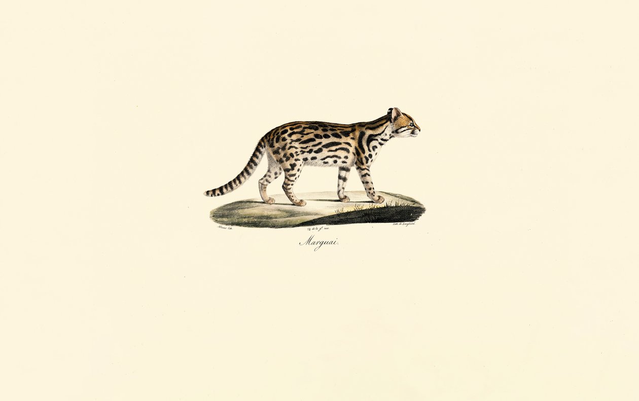  av Jacques Christophe Werner
