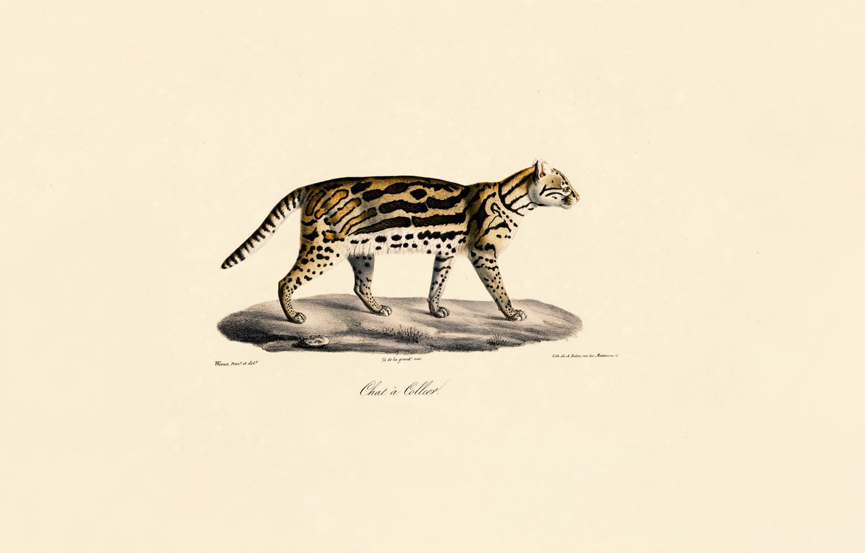 Margaret Cat av Jacques Christophe Werner