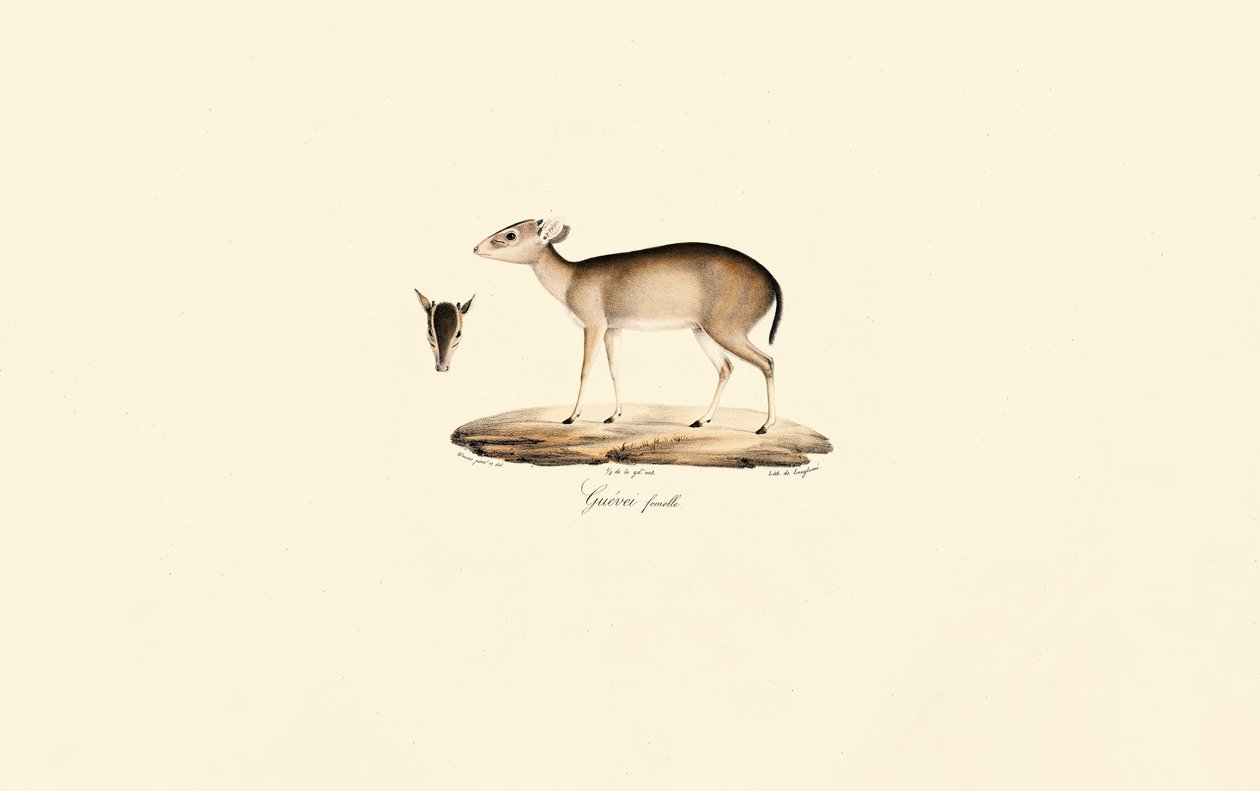 Maxwell#39;s Duiker (Guéréi Duiker, kvinne) av Jacques Christophe Werner