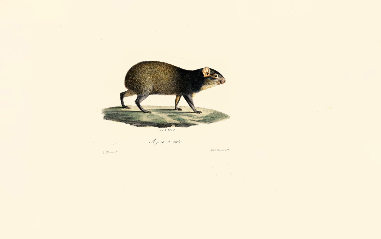  av Jacques Christophe Werner