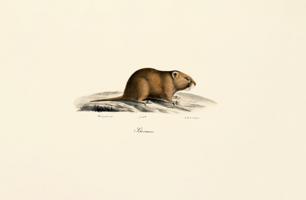 Muldmark (sikkerhetsmus) av Jacques Christophe Werner