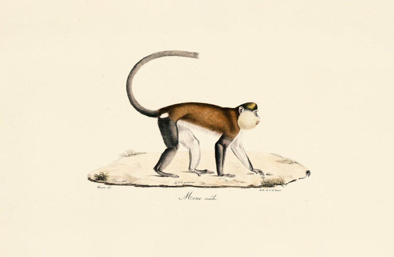  av Jacques Christophe Werner