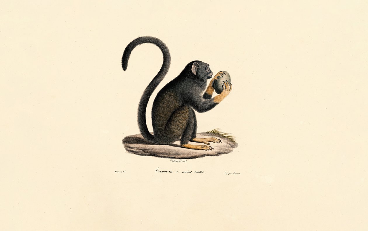 av Jacques Christophe Werner