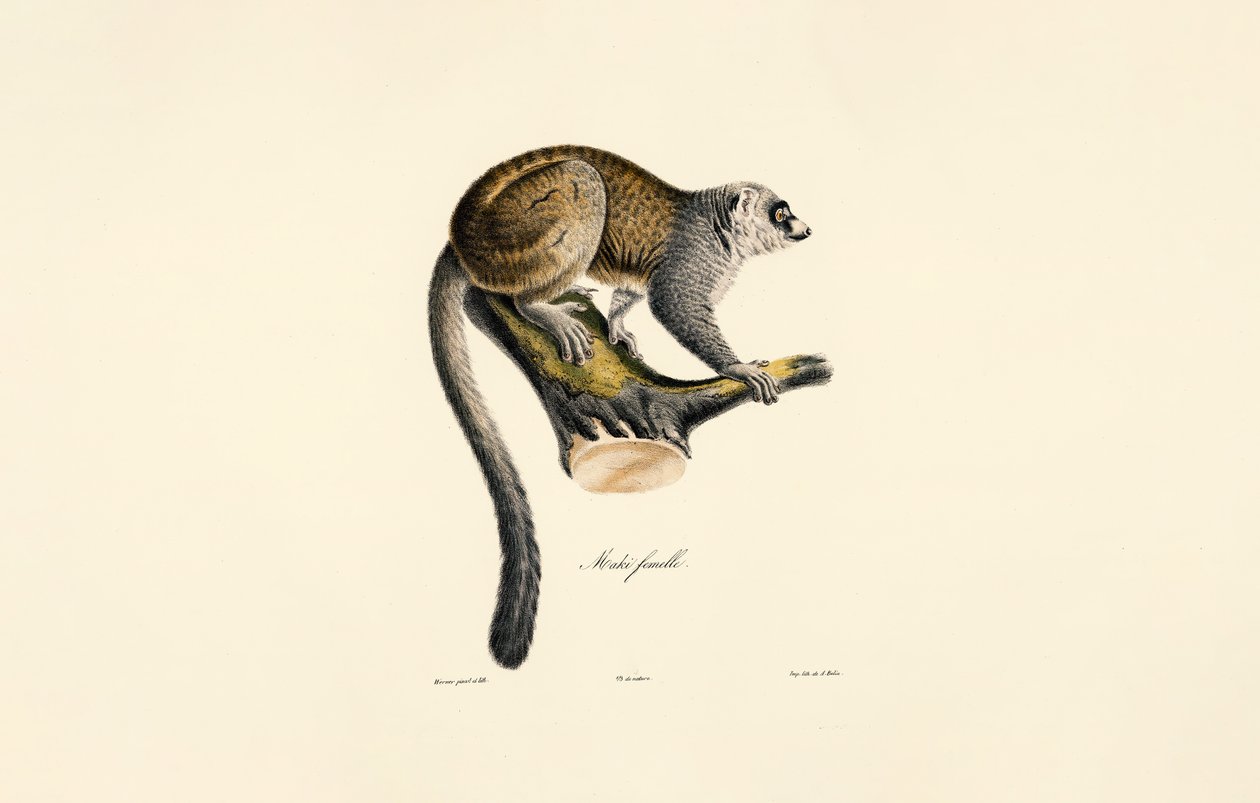 Mongoose Lemur (hunn) av Jacques Christophe Werner