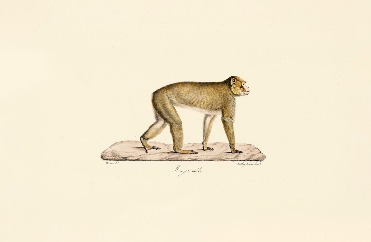  av Jacques Christophe Werner