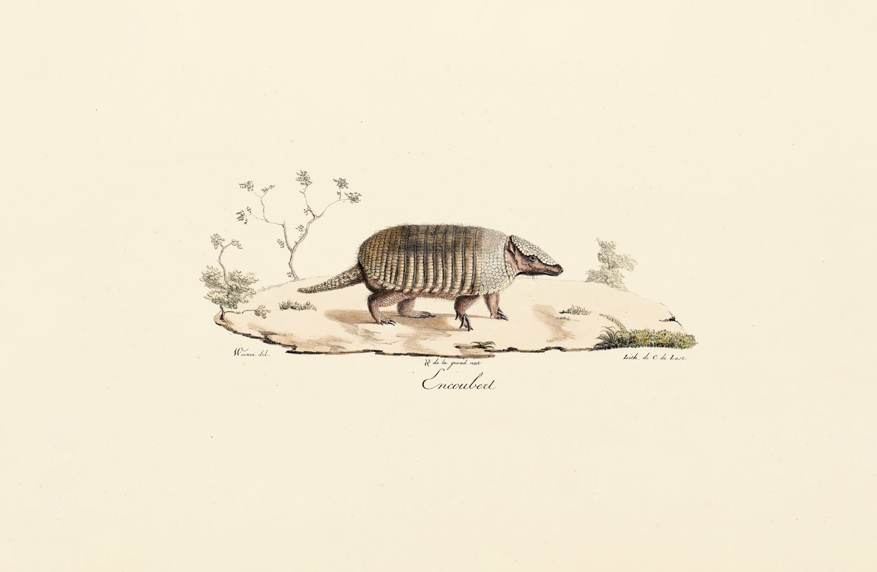Nibåndsarmadillo av Jacques Christophe Werner