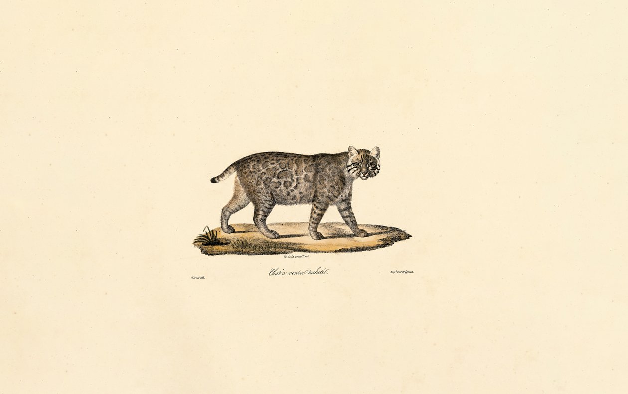 Ocelot av Jacques Christophe Werner