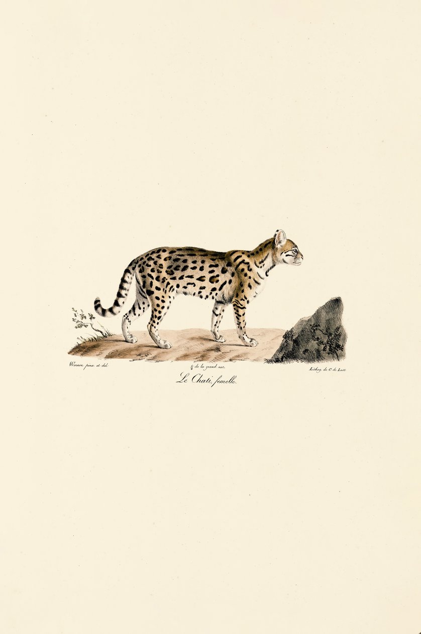 Ocelot, hunn av Jacques Christophe Werner