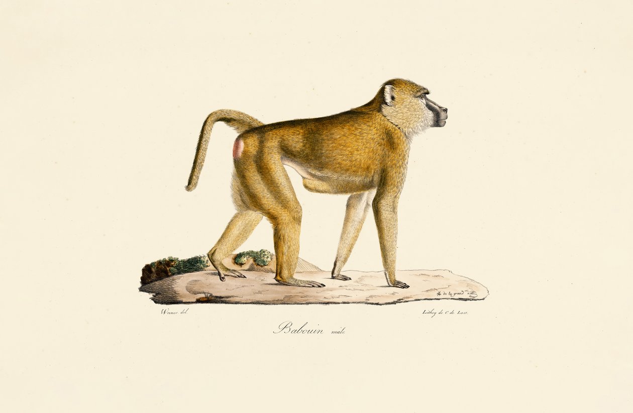 Olivenbavian (hann) av Jacques Christophe Werner