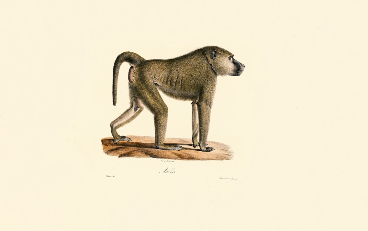 Olivenbavian av Jacques Christophe Werner