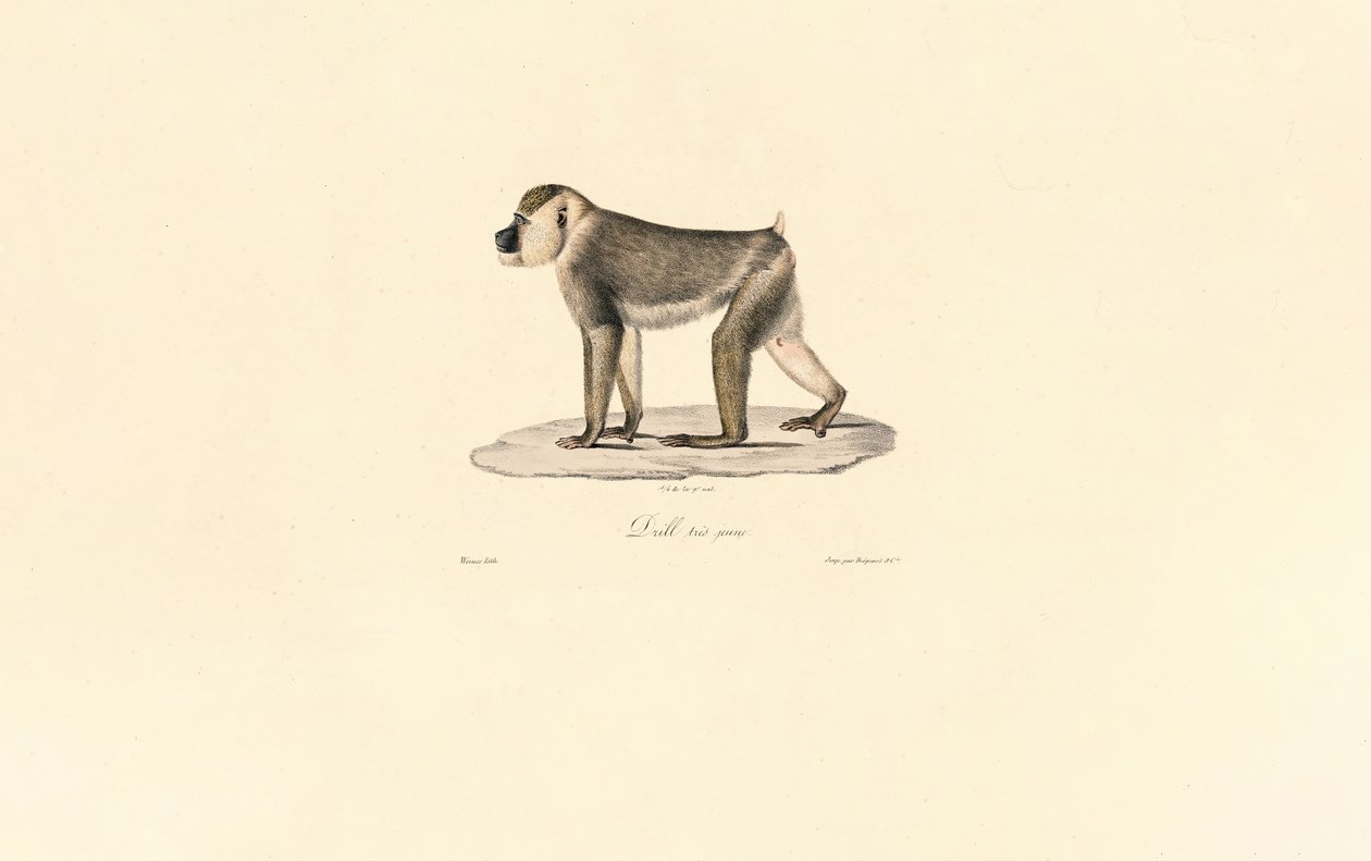 Olivenbavian av Jacques Christophe Werner