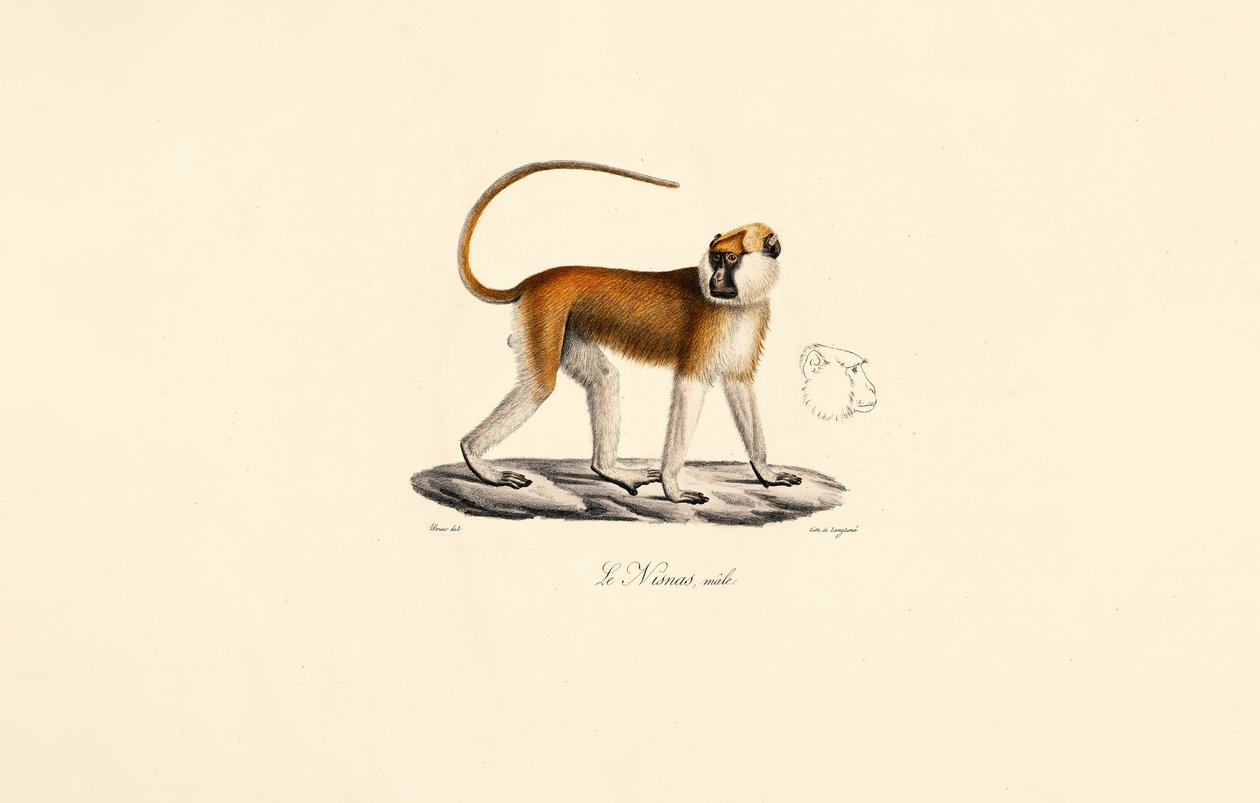  av Jacques Christophe Werner