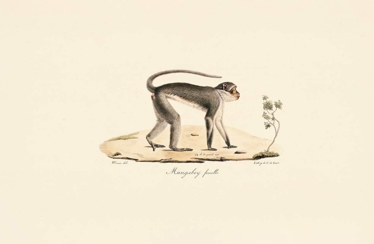  av Jacques Christophe Werner
