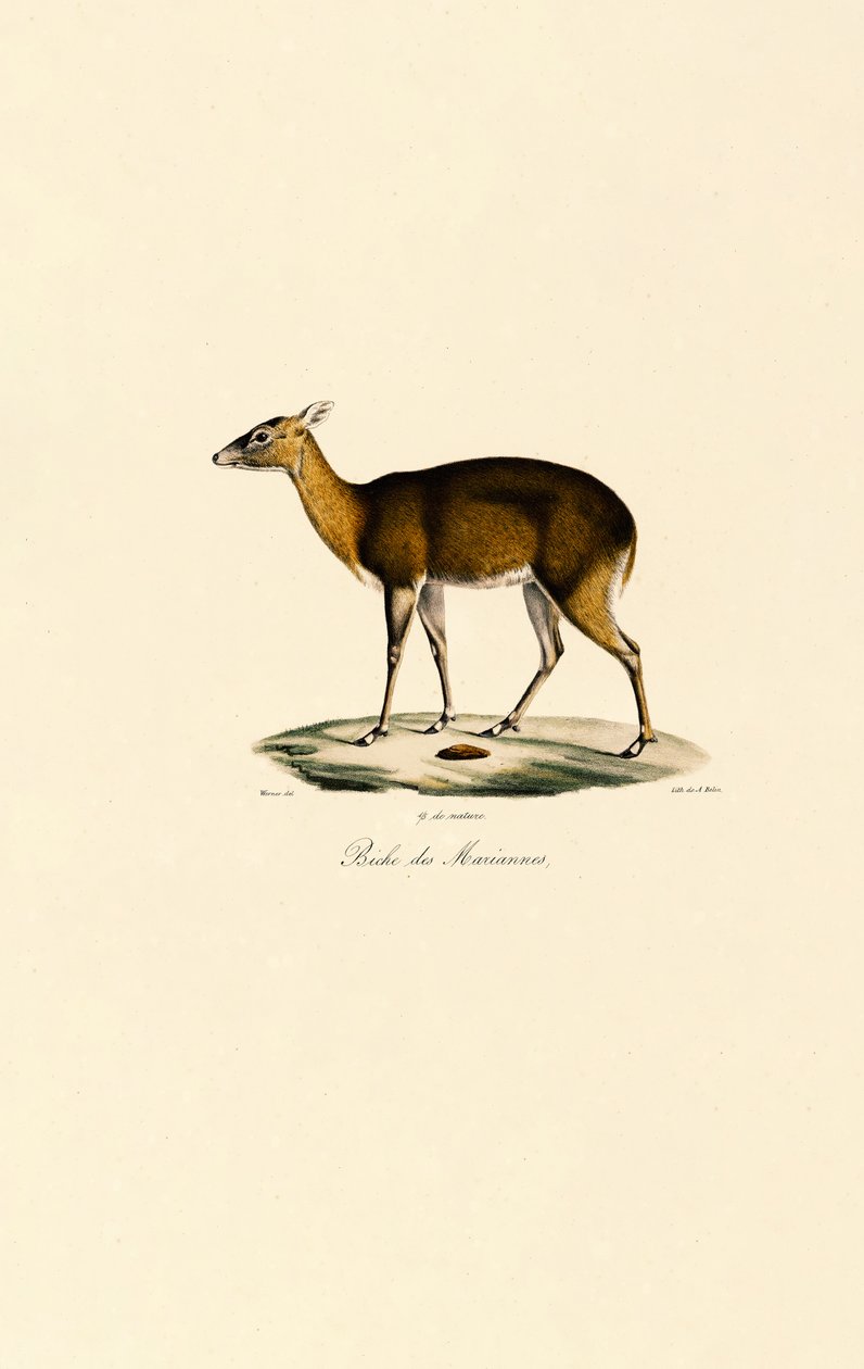 Filippinsk flekkhjort (Visayan flekkhjort) av Jacques Christophe Werner