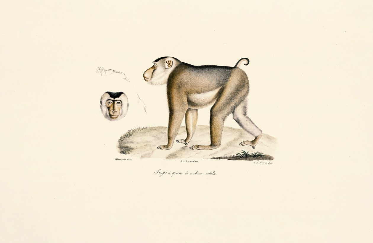 Grisehalemakak (voksen) av Jacques Christophe Werner